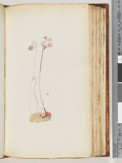 Side 106. Ingen inskripsjon, tegning uferdig av Unknown artist