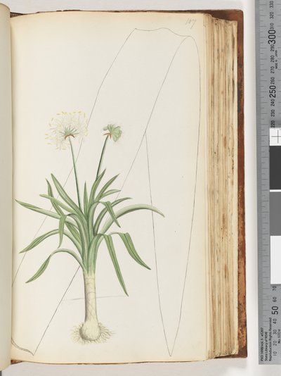 Side 107. Ingen inskripsjon. Uidentifisert plante av Unknown artist