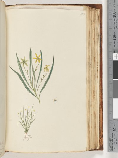 Side 109. Ingen inskripsjon. Uidentifisert plante av Unknown artist