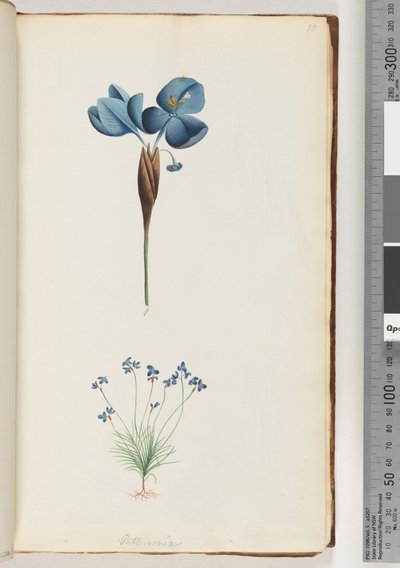 Side 10. Pattersonia av Unknown artist