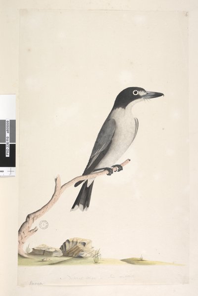 Side 10. Vanga. nederst i midten i annen hånd Naturlig størrelse, iris tvilsom Grå slakterfugl Cracticus torquatus hann, 1791-92 av Unknown artist
