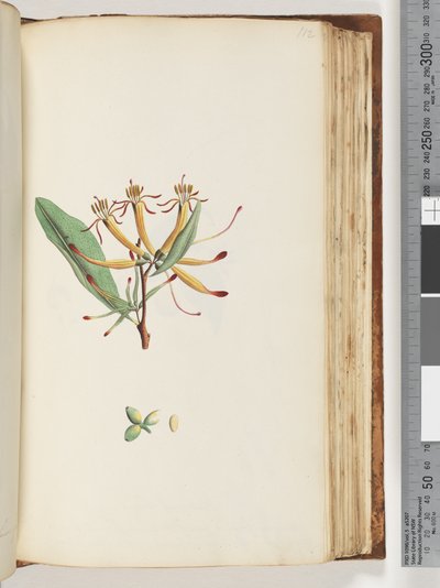 Side 112. Uidentifisert plante av Unknown artist