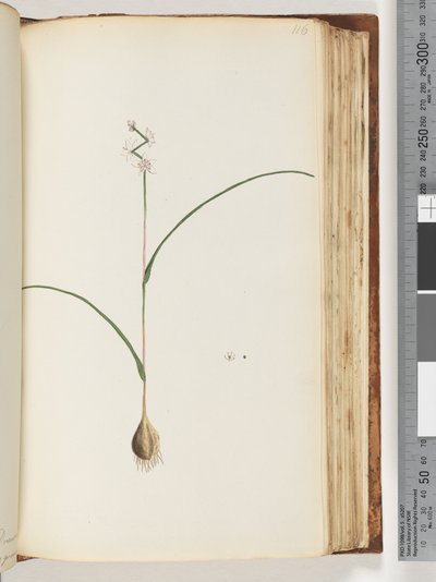 Side 116. Uidentifisert plante av Unknown artist