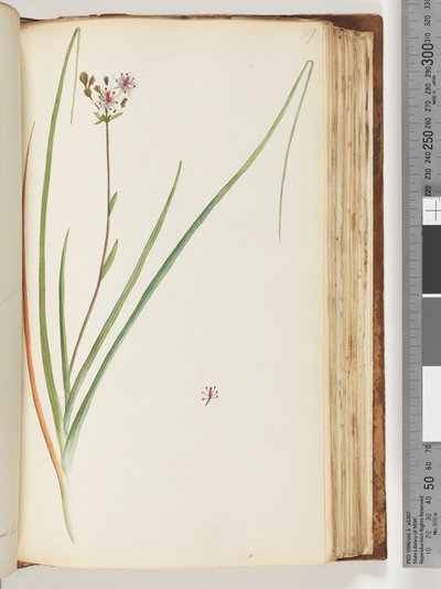 Side 117. Uidentifisert plante av Unknown artist