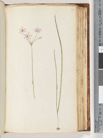 Side 118. Uidentifisert plante av Unknown artist