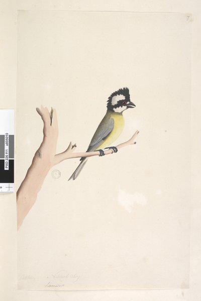 Side 11. Lanius. over tittel i annen hånd oktober. Naturlig størrelse tomfugl, meis Falcunculus frontatus, 1791-92 av Unknown artist