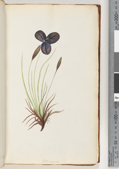 Side 11. Pattersonia av Unknown artist