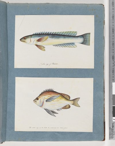 Side 11. Uidentifisert fisk. 12. Uidentifisert fisk av Unknown artist