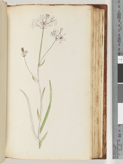 Side 120. Ingen inskripsjon, uferdig tegning, uidentifisert plante av Unknown artist