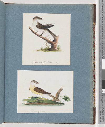 Side 121. Uidentifisert fugl. 122. Uidentifisert fugl av Unknown artist