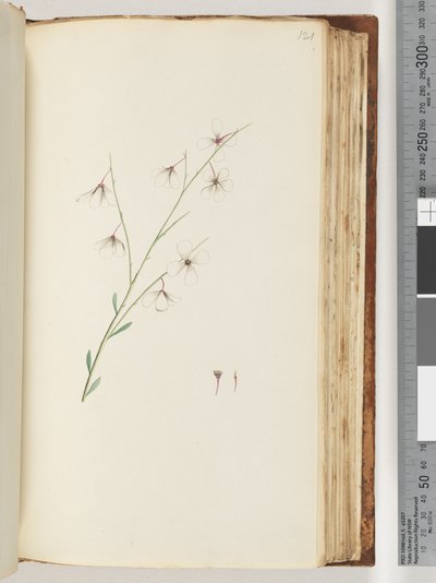 Side 121. Uidentifisert plante av Unknown artist