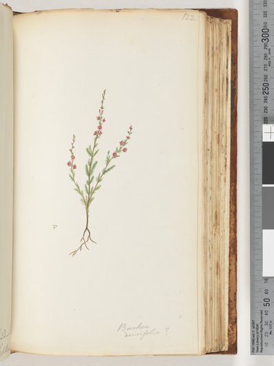 Side 122. Baeckea densifolia, ev av Unknown artist