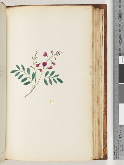 Side 125. Uidentifisert plante av Unknown artist