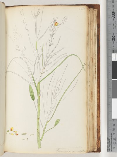 Side 126. Uferdig tegning av Viminaria denudata av Unknown artist