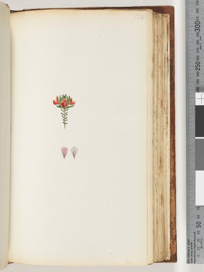 Side 128. Uidentifisert plante av Unknown artist
