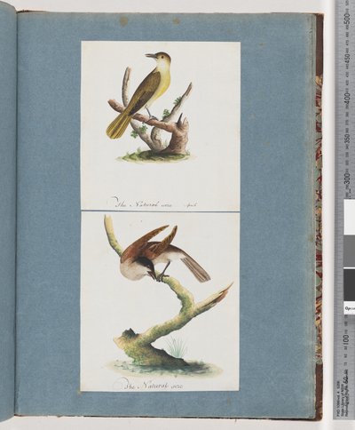 Side 129. Uidentifisert fugl. 130. Uidentifisert fugl av Unknown artist