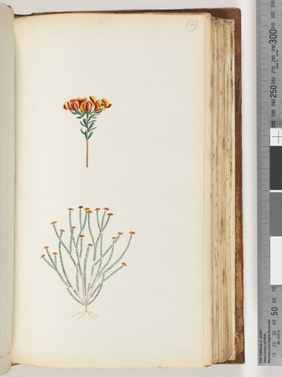 Side 129. Uidentifisert plante av Unknown artist