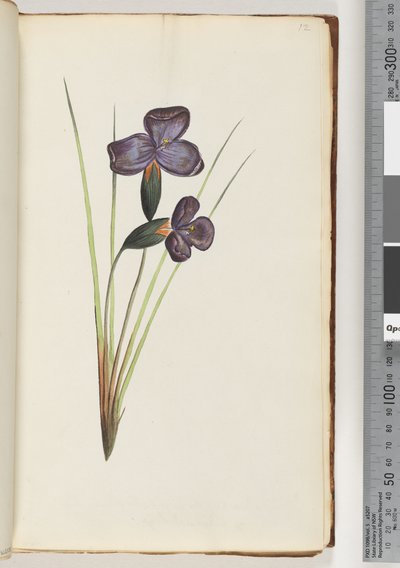 Side 12. Uidentifisert plante av Unknown artist