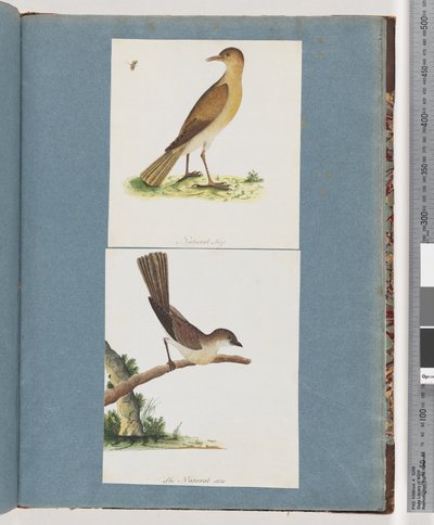 Side 131. Uidentifisert fugl. 132. Uidentifisert fugl av Unknown artist