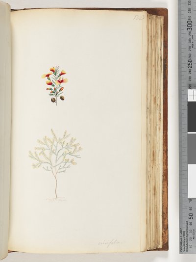 Side 132. Ericifolia av Unknown artist