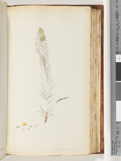 Side 133. Floribunda uferdig tegning av Unknown artist