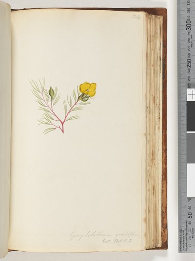 Side 134. Gompholobium grandiflorum / Exot. Bot. t. 5 av Unknown artist