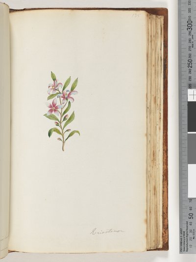 Side 135. Eriostemon av Unknown artist