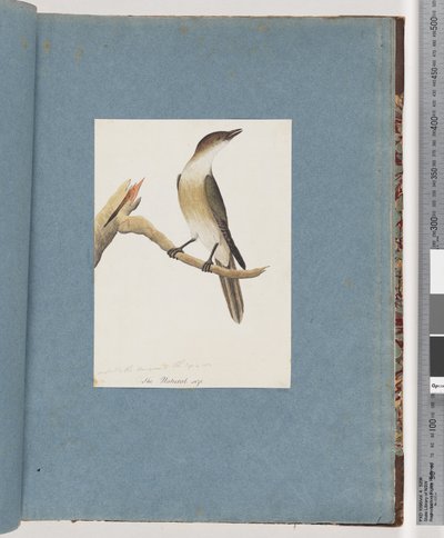 Side 137. Uidentifisert fugl, muligens Harmonic Thrush av Unknown artist