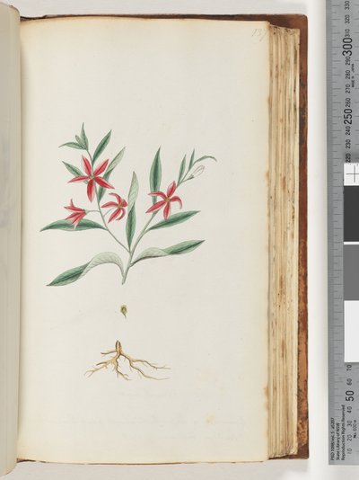 Side 137. Uidentifisert plante av Unknown artist