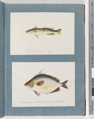 Side 13. Uidentifisert fisk. 14. Uidentifisert fisk av Unknown artist