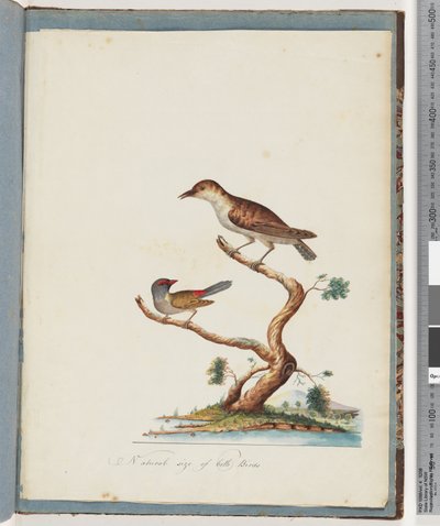 Side 140. 1. Uidentifisert fugl. 2. Rødbrynet fink av Unknown artist