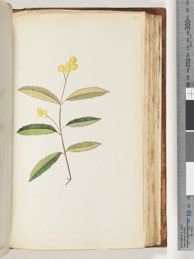 Side 140. Uidentifisert blomst, oktober 1794 av Unknown artist