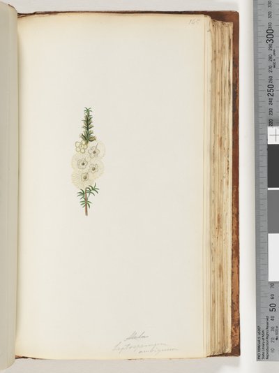 Side 145. Alela / Leptospermum ambiguum av Unknown artist