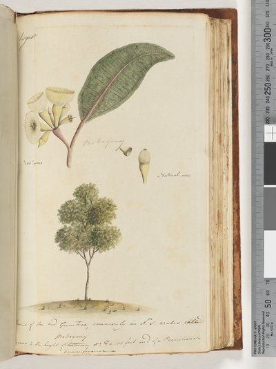 Side 149. Naturlig størrelse, en art av det røde gummitreet, vanligvis i N.S.W kalt Mohogony av Unknown artist