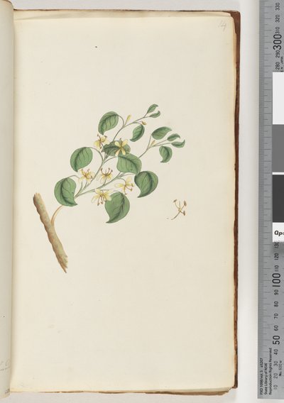 Side 14. Uidentifisert plante av Unknown artist