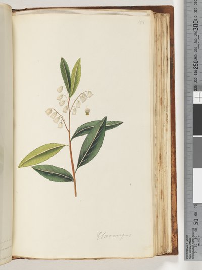 Side 151. Elaeocarpus av Unknown artist