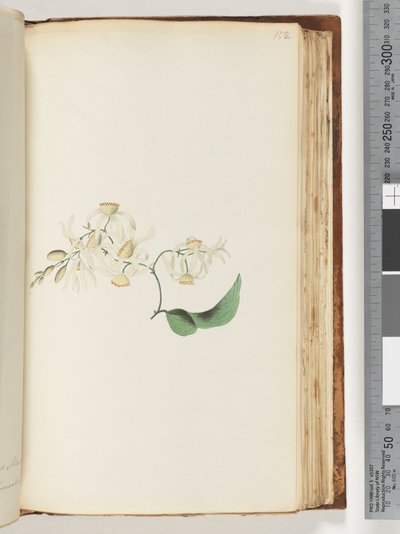 Side 152. En slyngplante eller vedbinge som fletter seg sammen med trær av Unknown artist