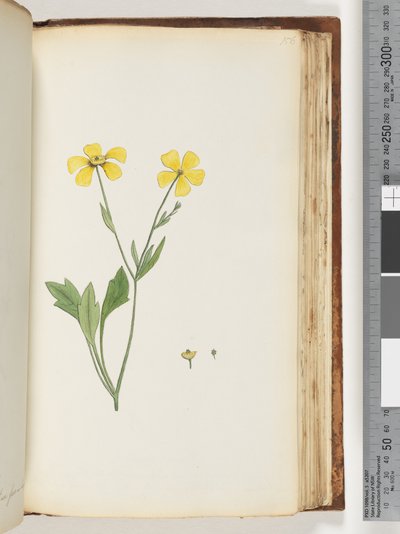 Side 156. Uidentifisert plante av Unknown artist