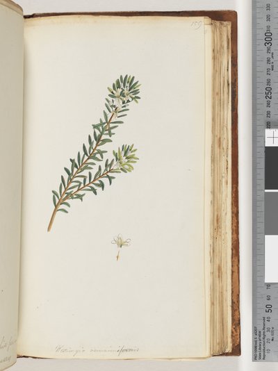 Side 159. Westringea rosmariniformis av Unknown artist