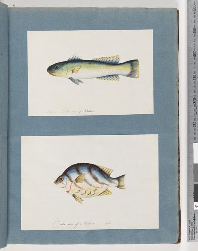 Side 15. Uidentifisert fisk 16. Uidentifisert fisk av Unknown artist