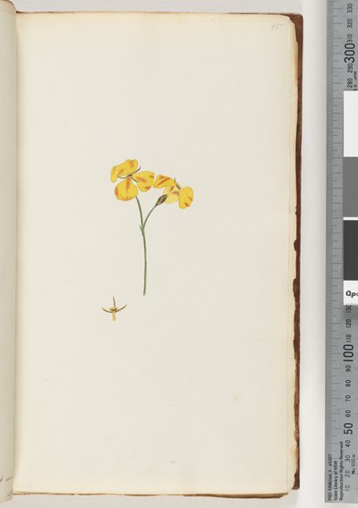 Side 15. Uidentifisert plante av Unknown artist