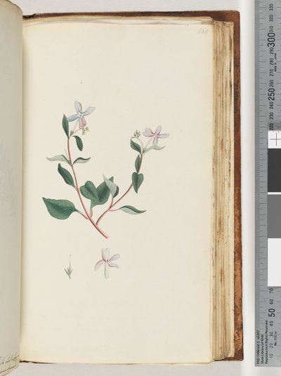 Side 160. Uidentifisert plante av Unknown artist