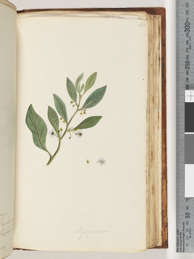 Side 161. Myoporum av Unknown artist