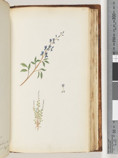 Side 163. Uidentifisert plante av Unknown artist