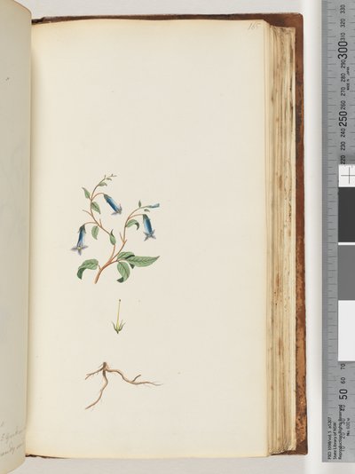 Side 165. Uidentifisert plante av Unknown artist