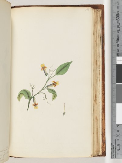 Side 168. Uidentifisert plante av Unknown artist