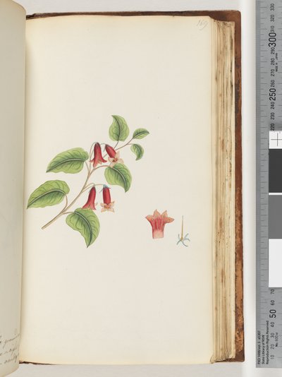 Side 169. Unavngitt blomstrende plante av Unknown artist