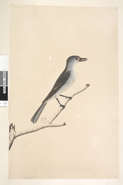 Side 16. Ceblephyris langs nedre kant i annen hånd Samme størrelse som fuglen tegningen er hentet fra. April Grey Shrike Thrush Colluricincla munnspill, 1791-92 av Unknown artist