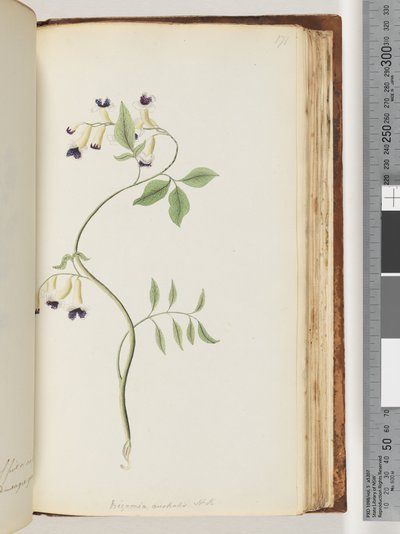 Side 171. Bignonia australis H.K av Unknown artist
