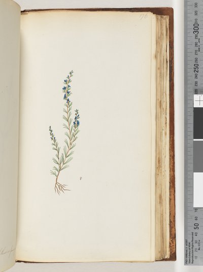 Side 176. Uidentifisert plante av Unknown artist